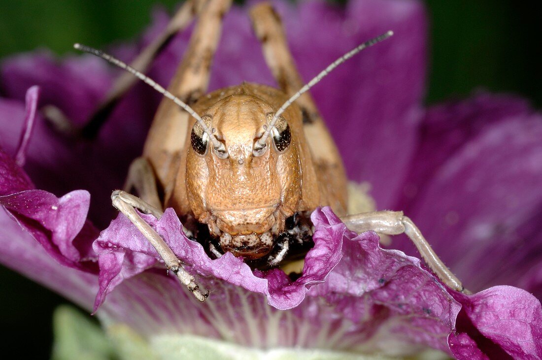 Rufous grasshopper on a hollyhock
