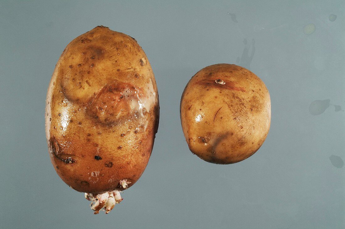 Rotting potatoes