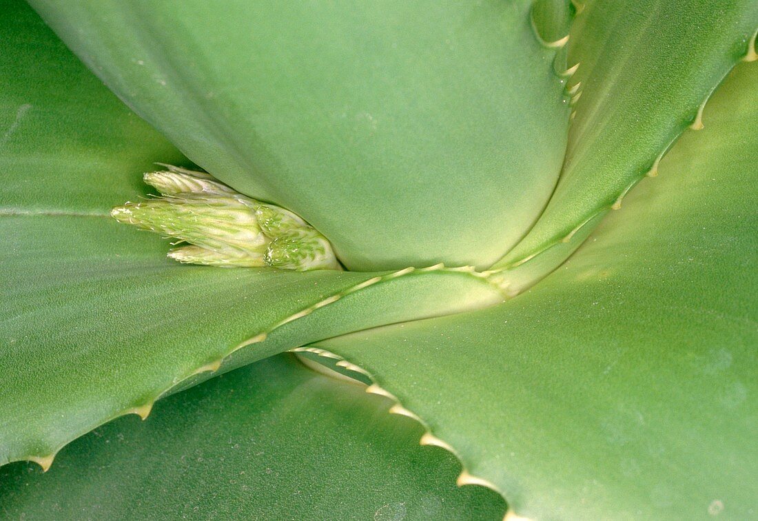 Fan aloe (Aloe plicatilis) new flower bud