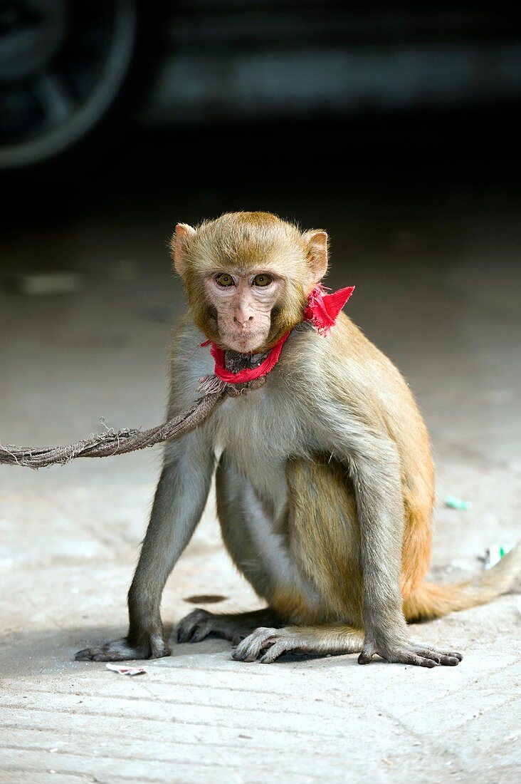 Pet rhesus macaque