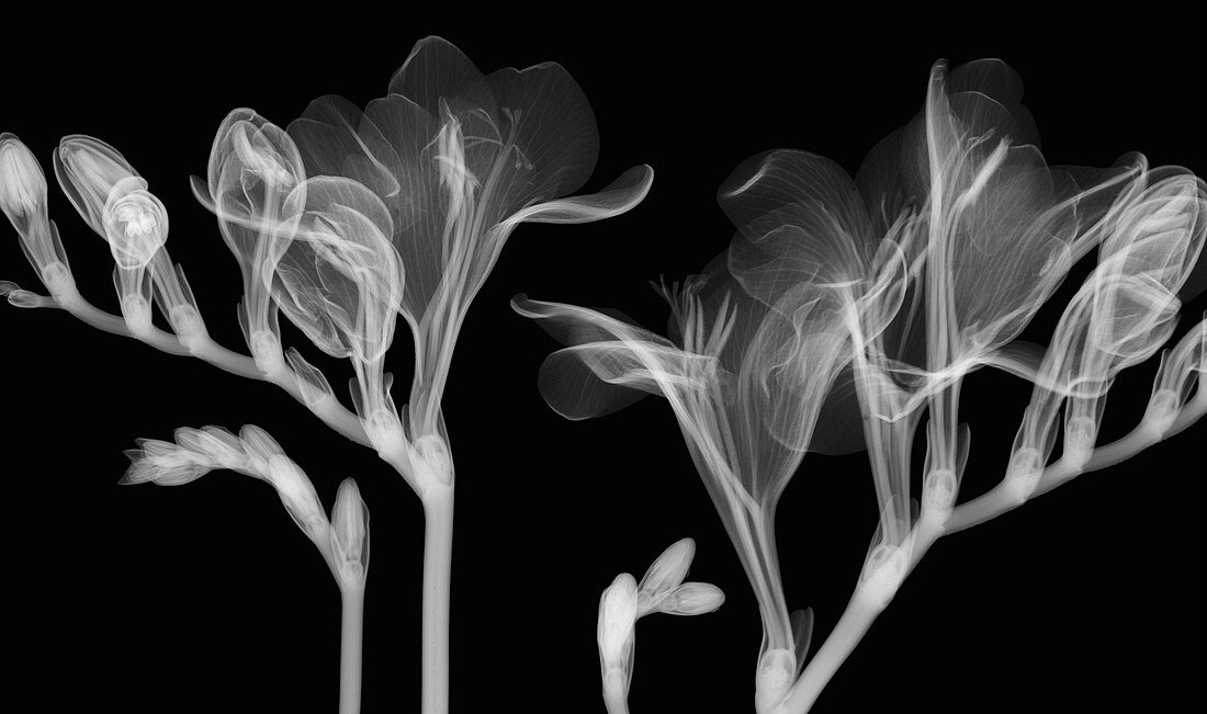 Freesia 'Santorini' flowers,X-ray