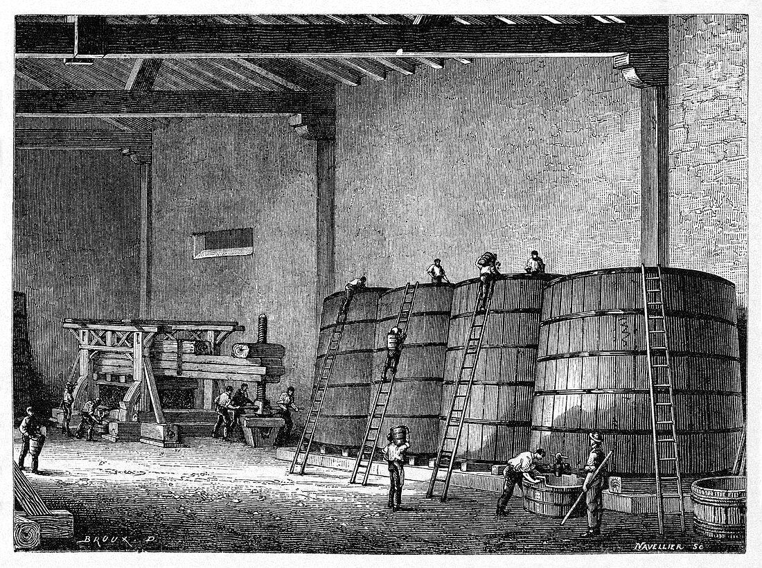 Wine production,19th century