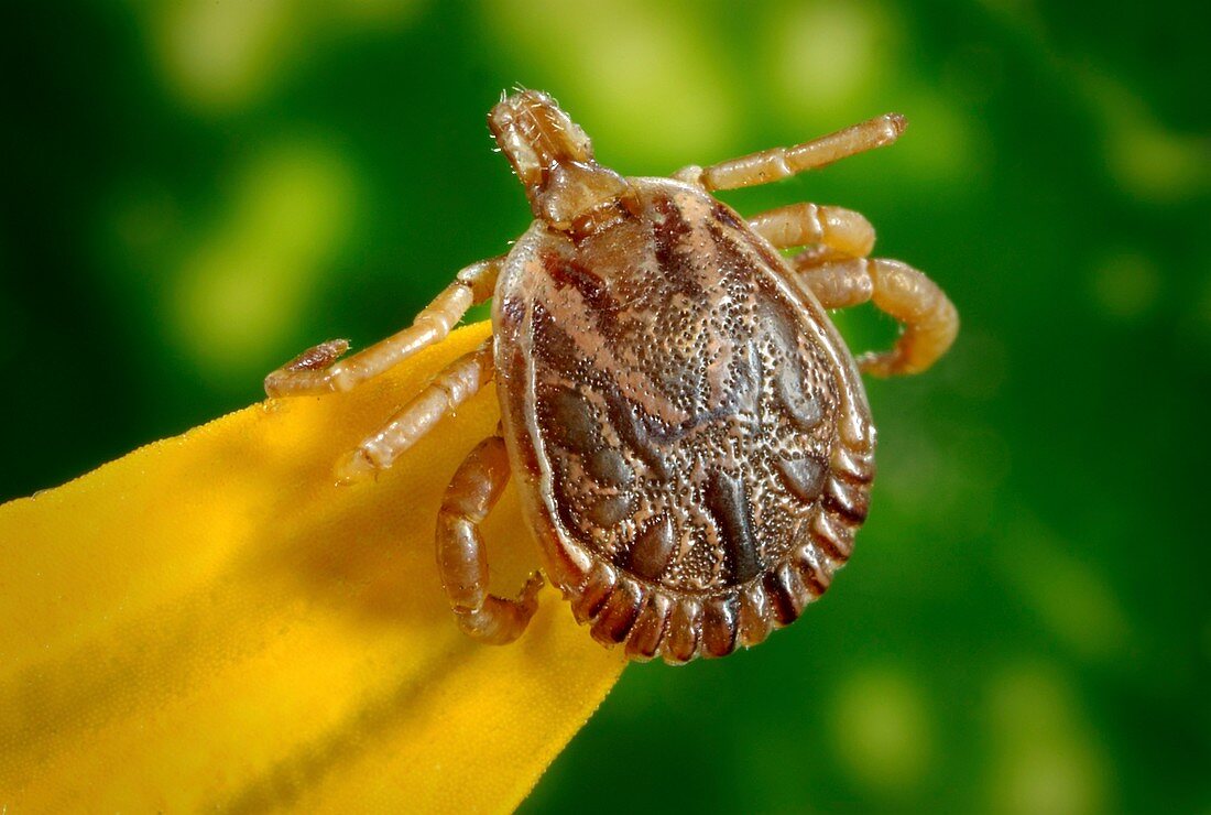 Male cayenne tick