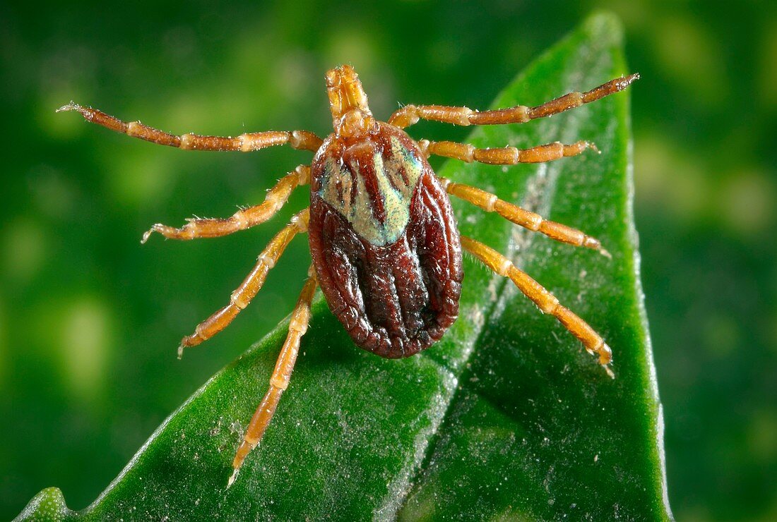 Female Gulf Coast tick