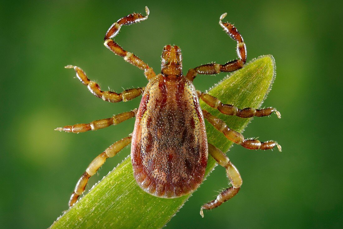 Male yellow dog tick