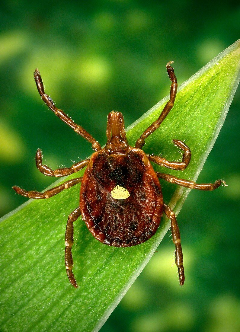 Female lone star tick