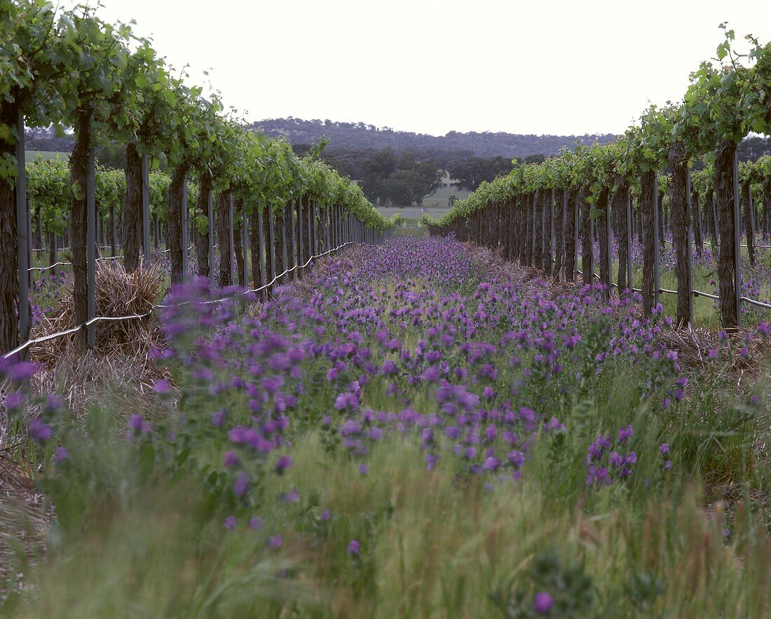 Organischer Weinbau für Penfolds im Clare Valley, Australien