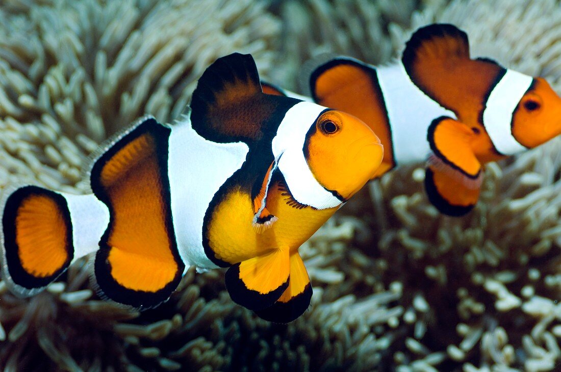 Clown anemonefish