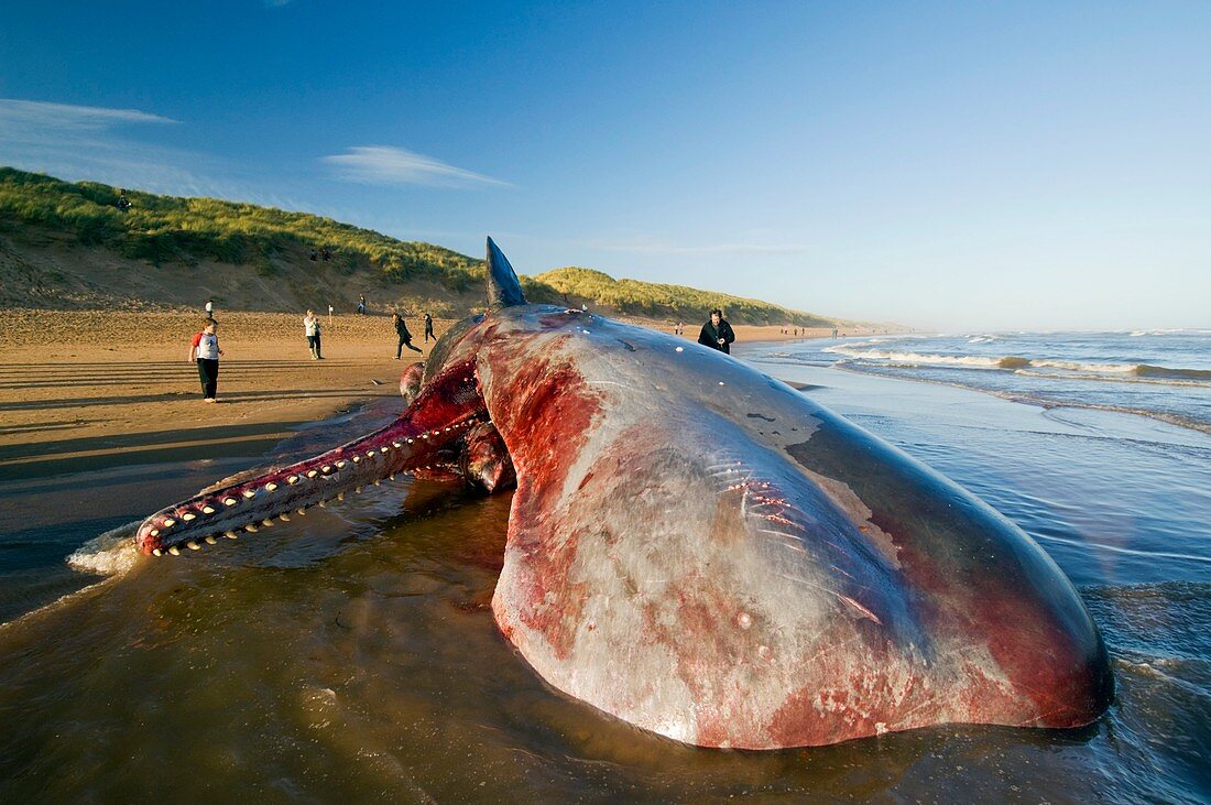 Dead sperm whale