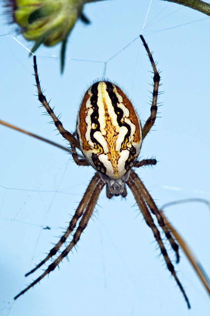 Orb-weaver spider on its web