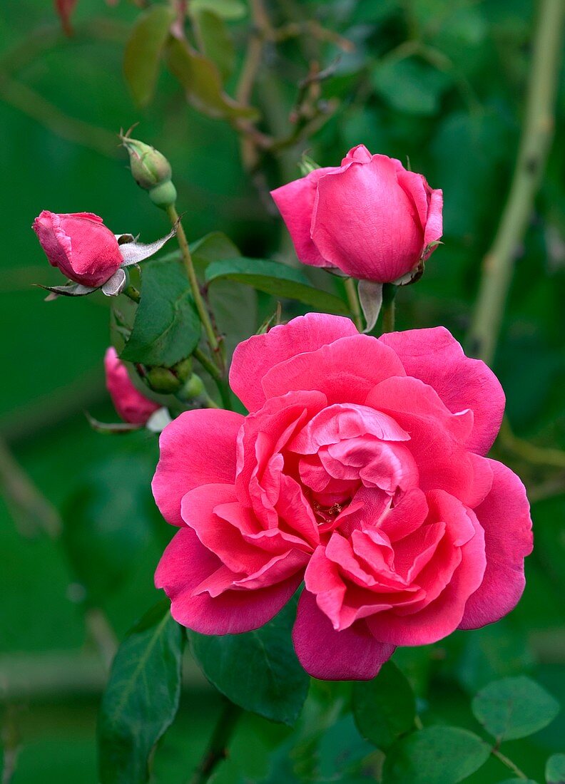Rose (Rosa 'Reine Marie Henriette')