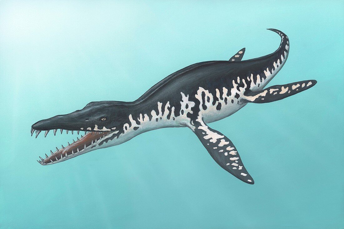 Liopleurodon marine reptile,artwork