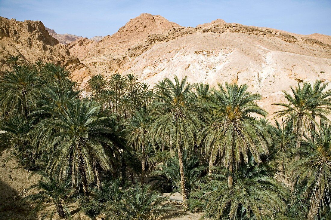 Chebika oasis,Tunisia