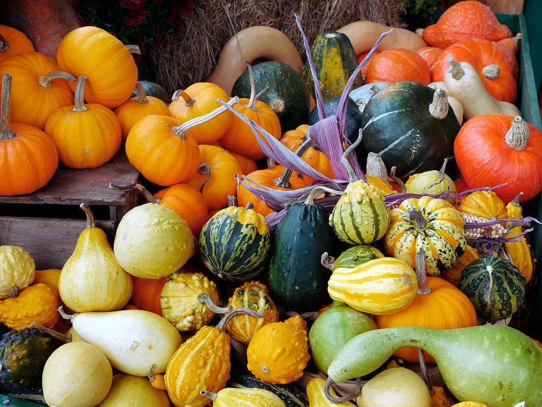 Display of squashes and pumpkins