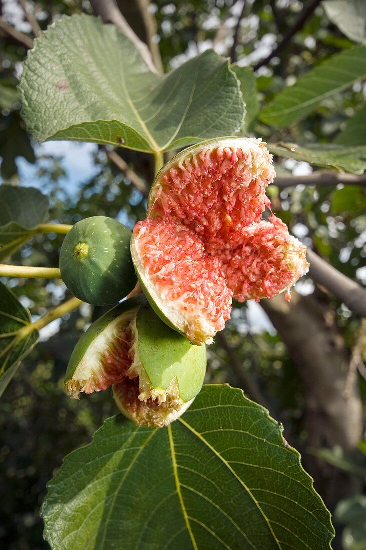 Over-ripe figs on a tree