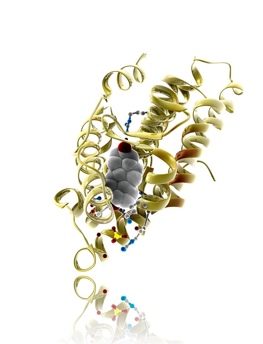 Androgen receptor,molecular model