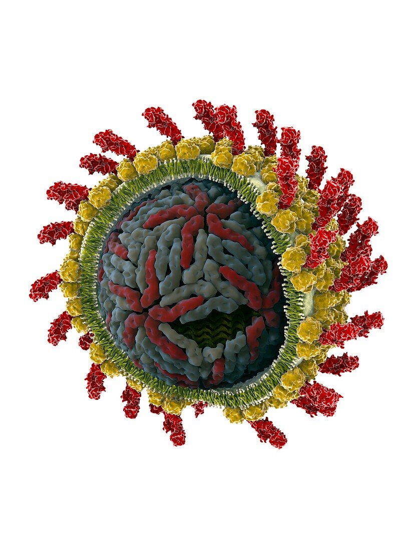 Hepatitis C virus,molecular model
