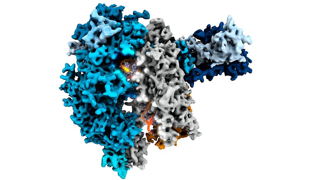 RNA polymerase II molecule