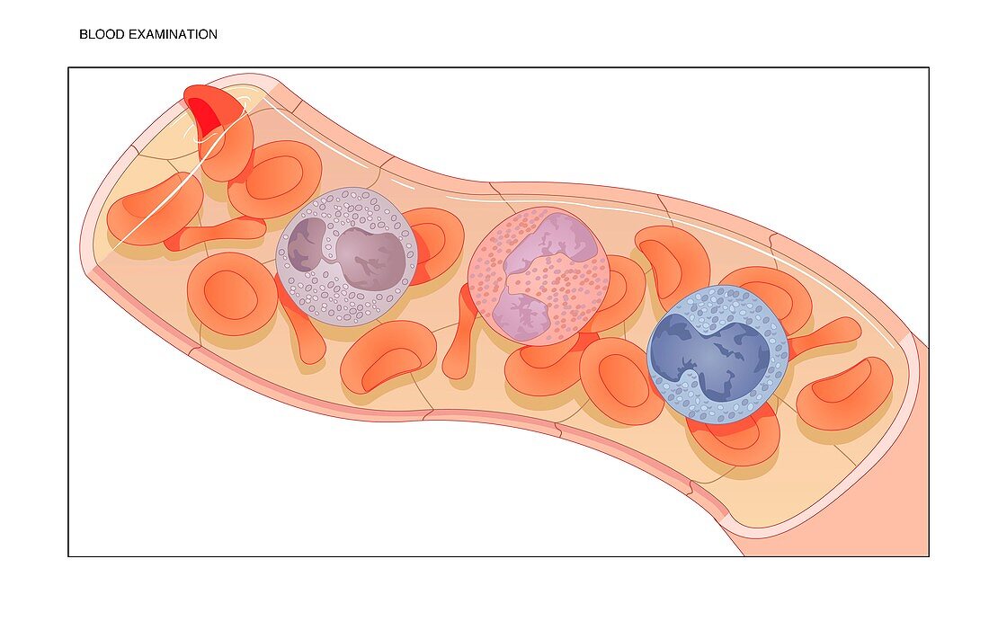 Blood cells,artwork