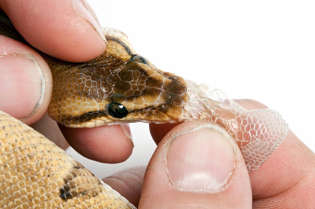 Royal python shedding its skin