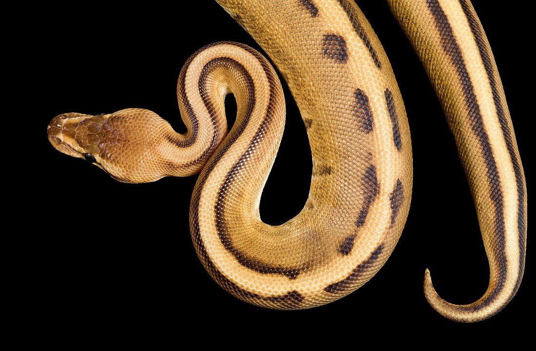 Striped royal python