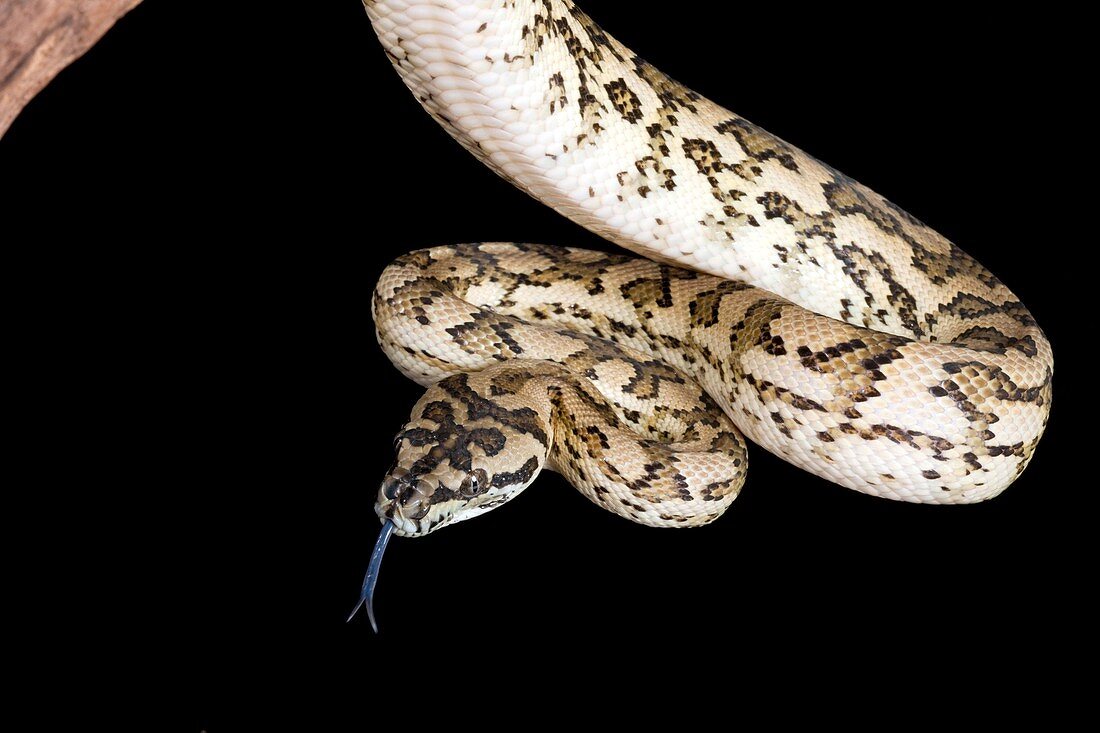 Carpet python