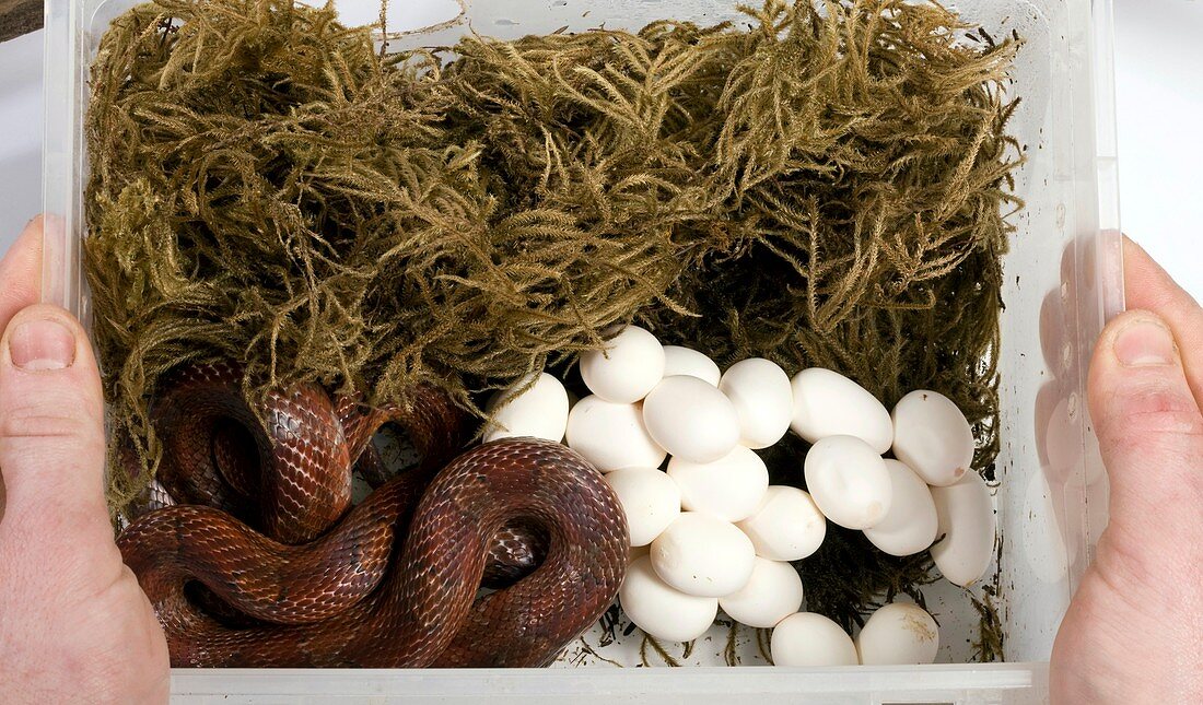 Corn snake and eggs