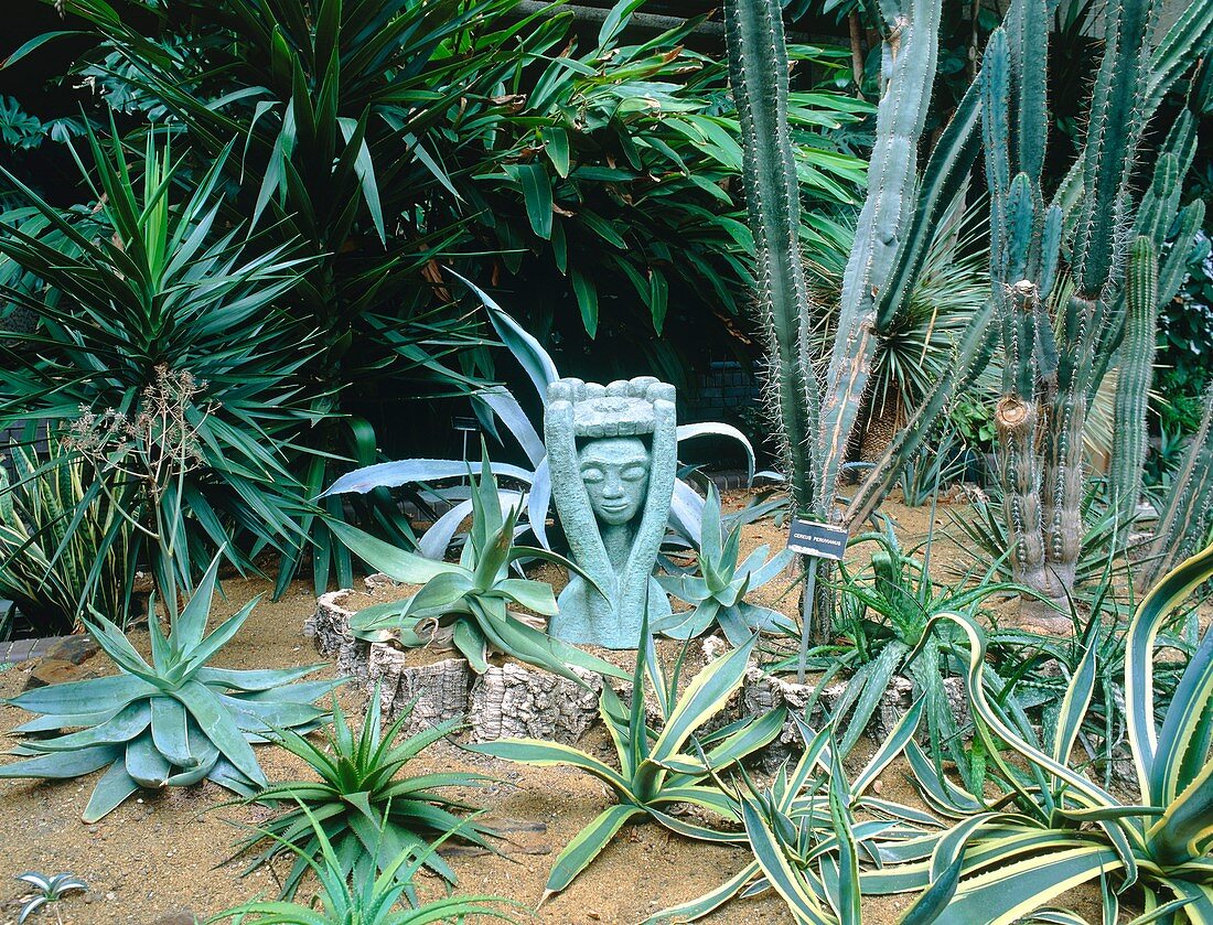 Cacti garden