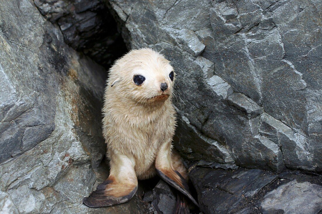 Antarctic fur seal blonde pup