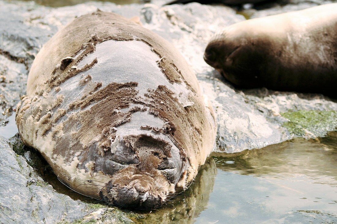 Southern elephant seal moulting