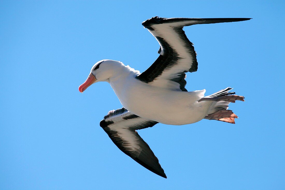 Black-browed albatross in flight