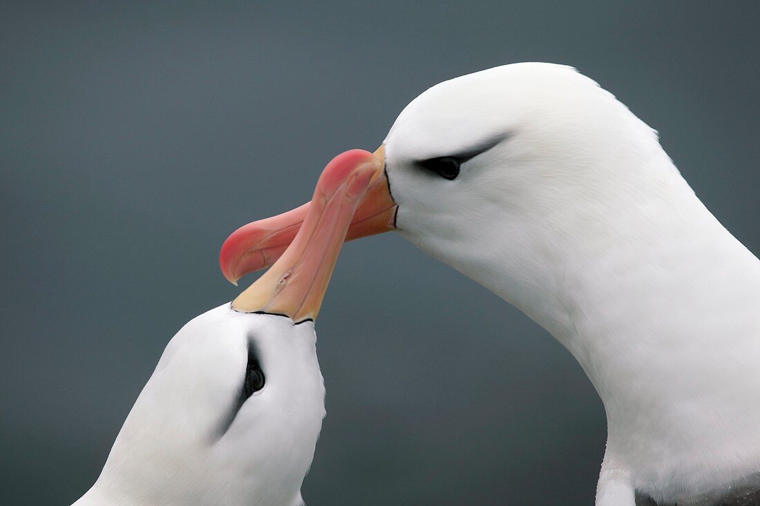 Black-browed albatrosses courting