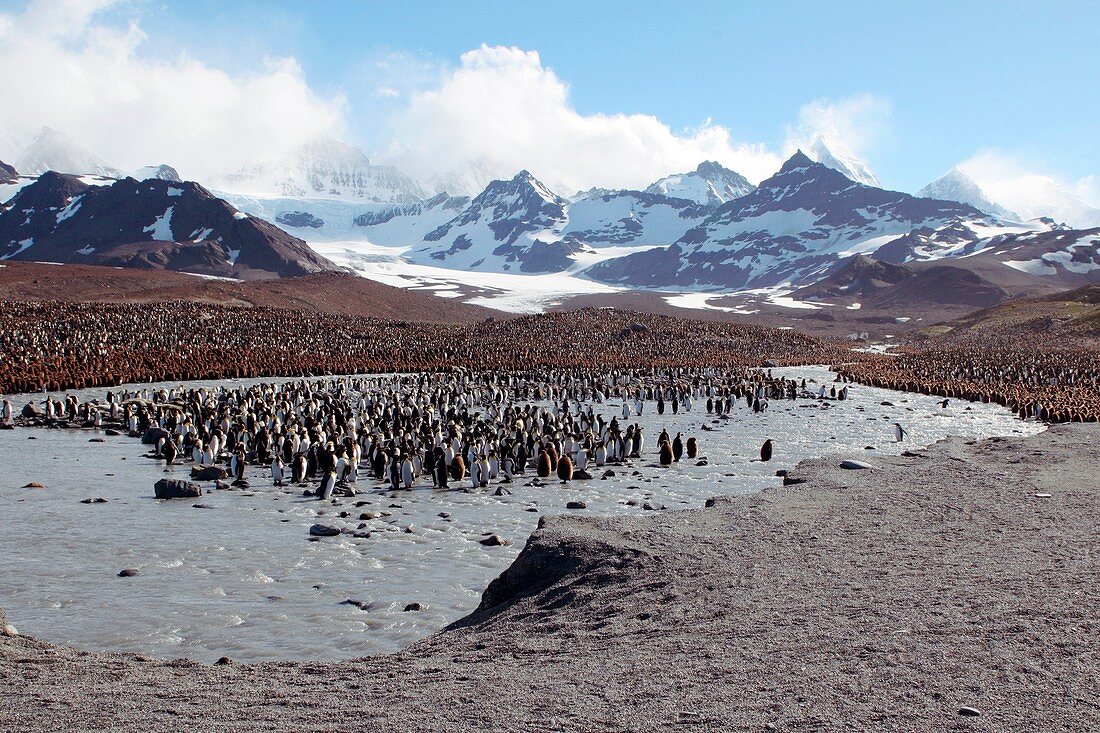 King penguin breeding colony