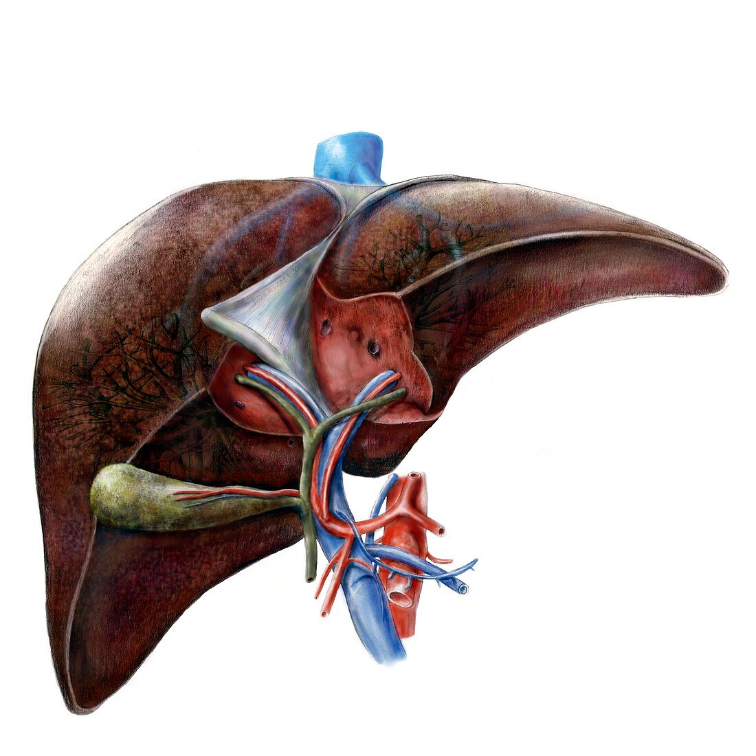 Liver anatomy,artwork