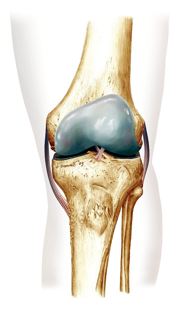 Knee anatomy,artwork