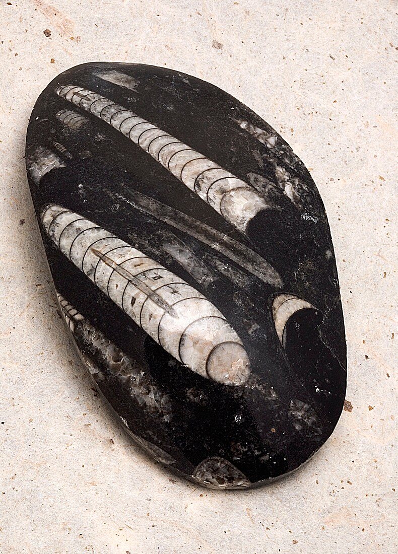 Orthoceras fossils
