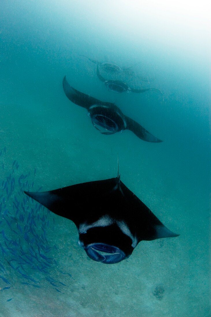 Manta rays