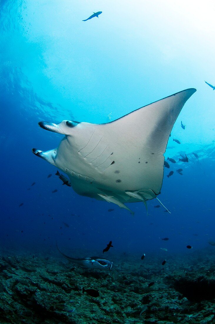 Manta rays swimming over reef