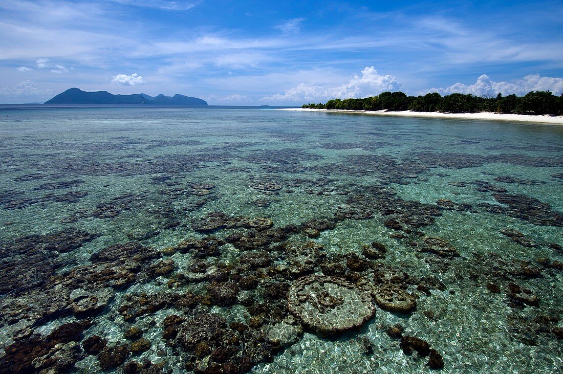 Shallow coral reef