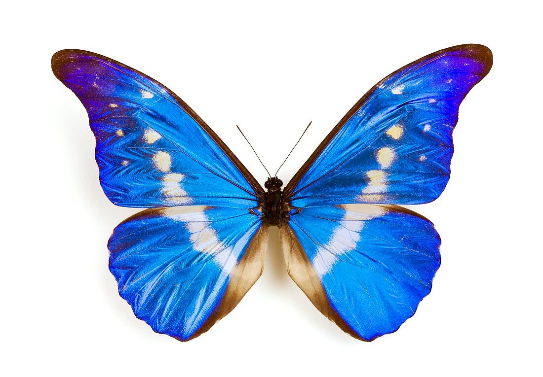Male rhetenor blue morpho butterfly