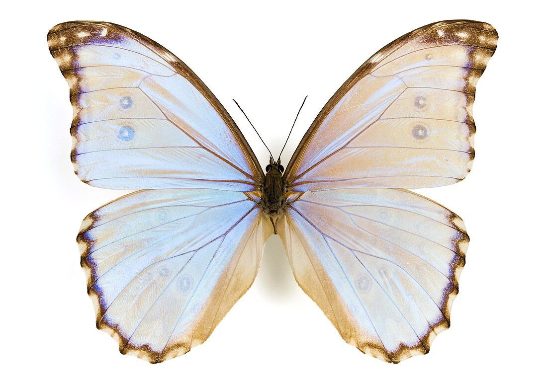 Male Godart's morpho butterfly