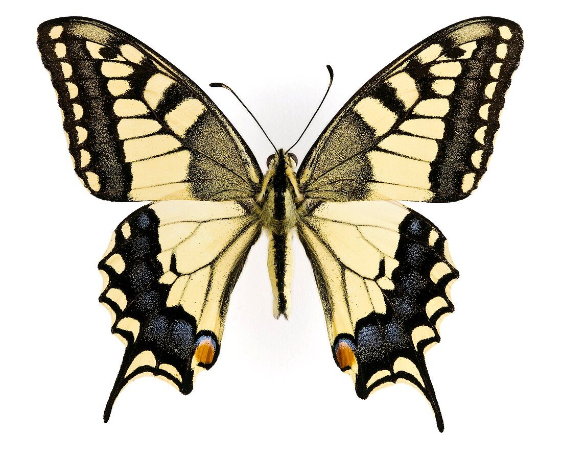 Common yellow swallowtail butterfly