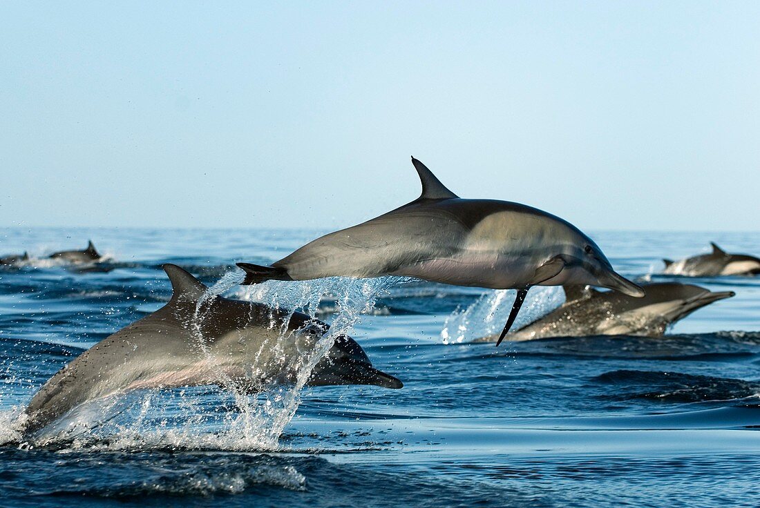 Common dolphins leaping