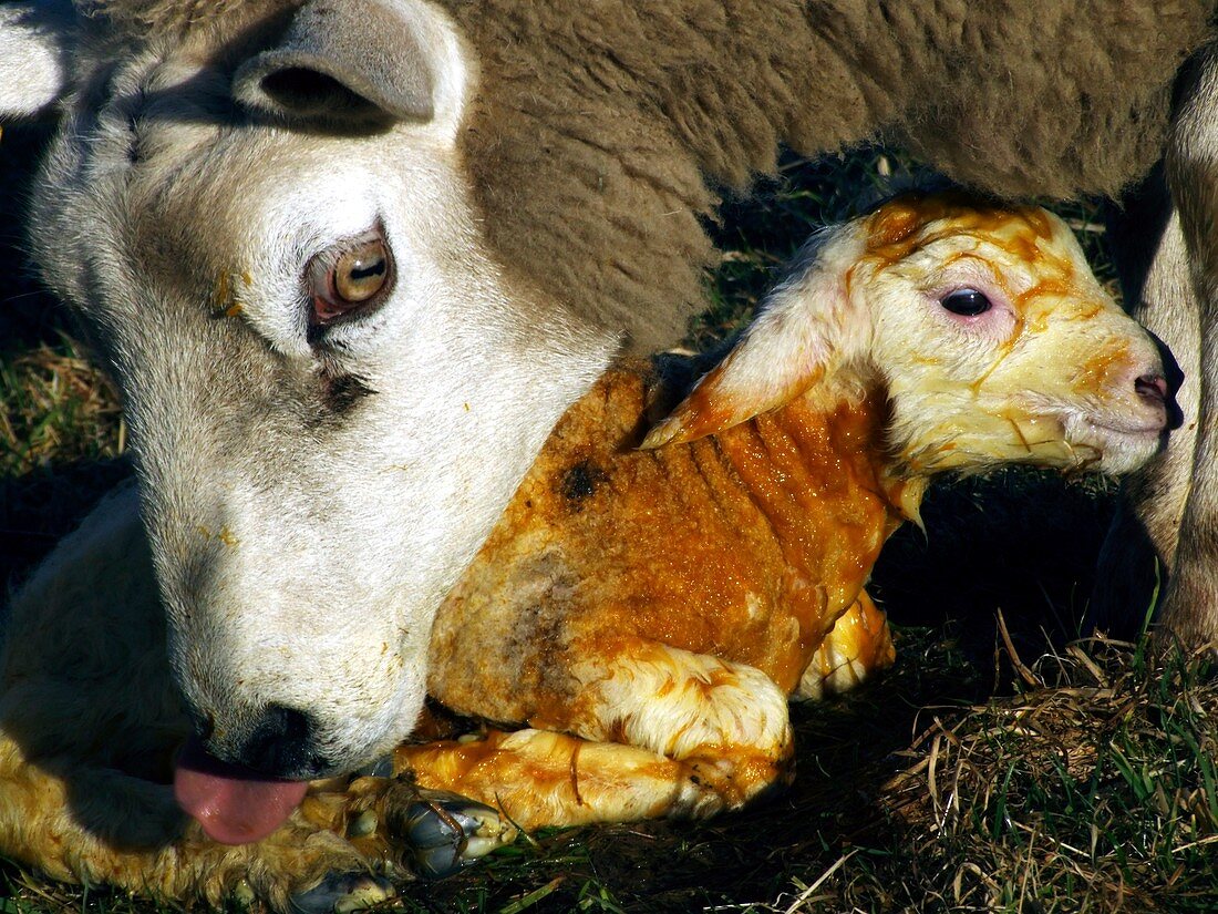 Ewe cleaning a newborn lamb
