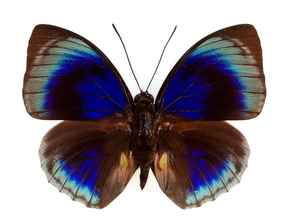 Male brush-footed butterfly