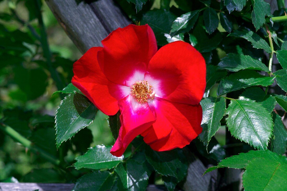 Rose (Rosa 'Dortmund')