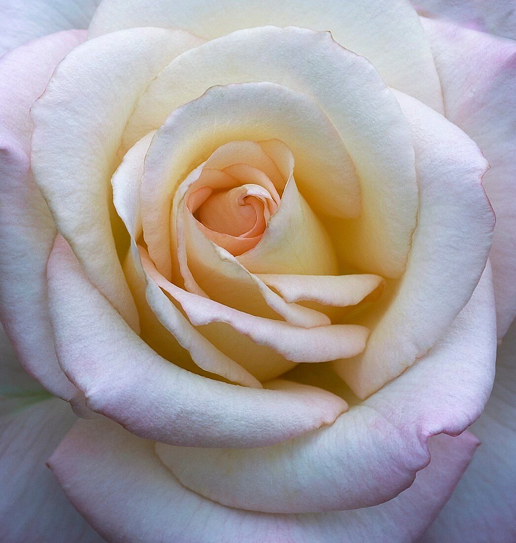 Rose (Rosa 'Gemini')
