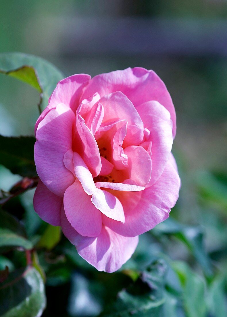 Rose (Rosa 'Lorraine Lee')