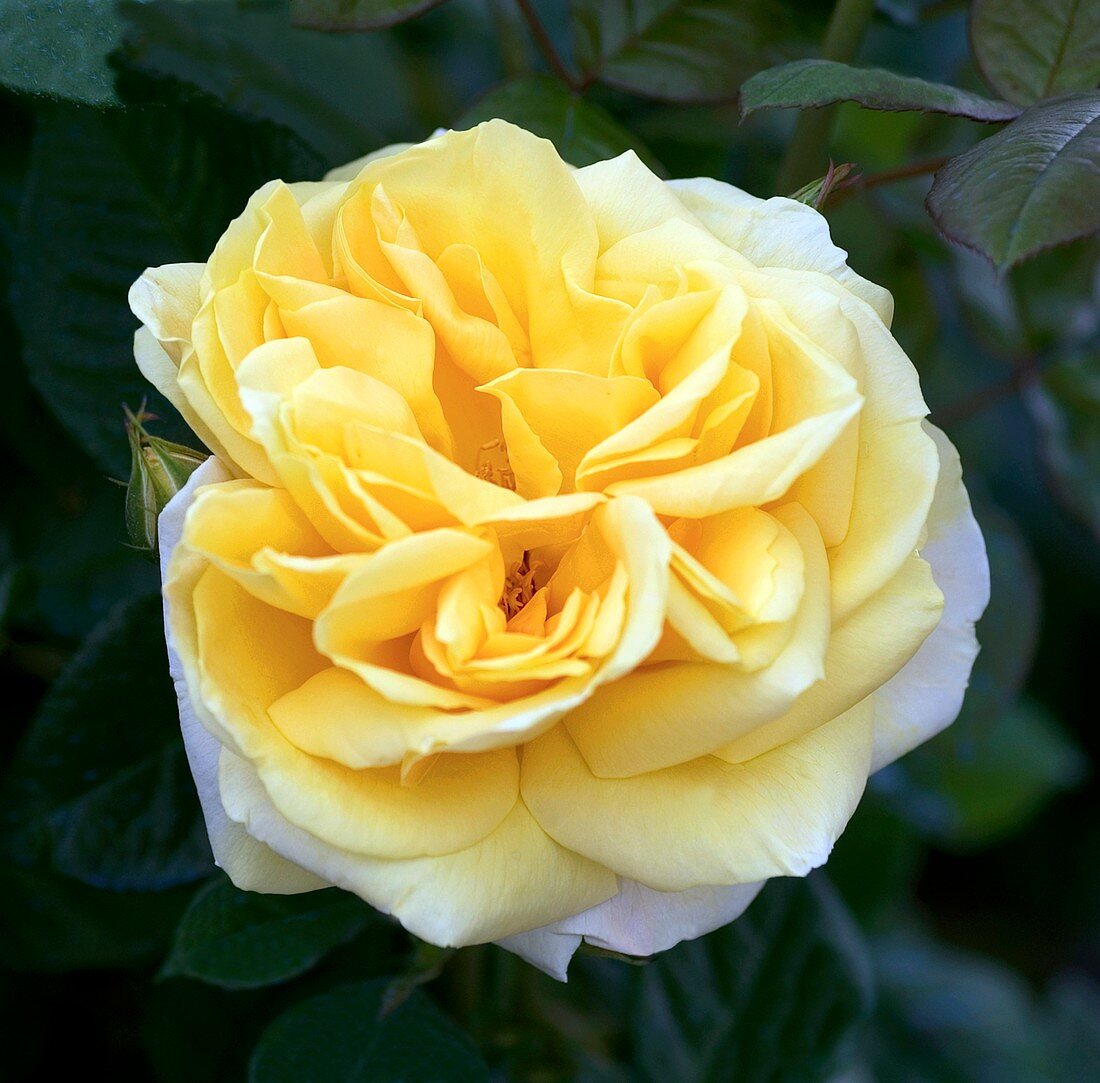Rose (Rosa 'Michelangelo')