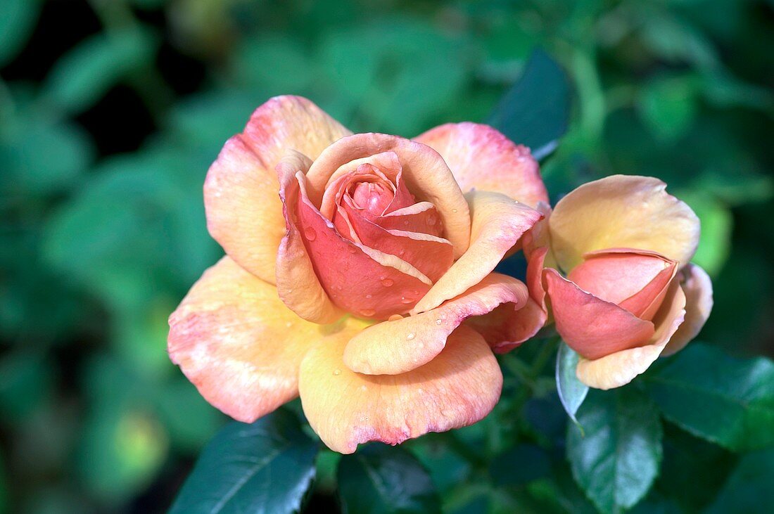 Rose (Rosa 'Rose d'Amour')